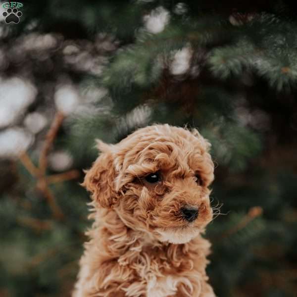Kelly, Miniature Poodle Puppy