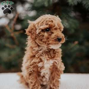 Kelly, Miniature Poodle Puppy