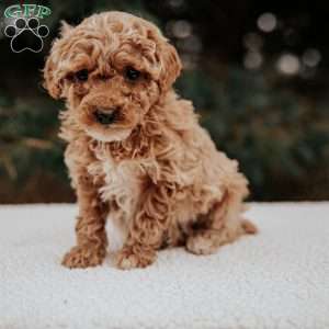 Kelly, Miniature Poodle Puppy