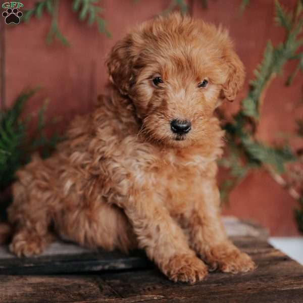 Kenny, Mini Goldendoodle Puppy
