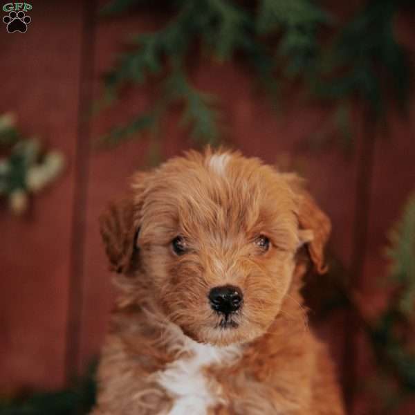 Kianna, Mini Goldendoodle Puppy