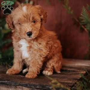 Kianna, Mini Goldendoodle Puppy