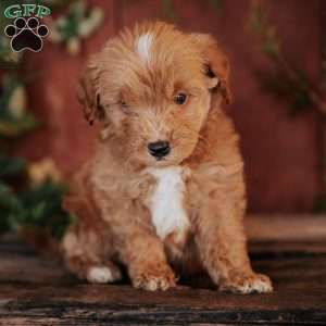 Kianna, Mini Goldendoodle Puppy