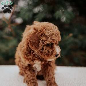 Kibbles, Miniature Poodle Puppy