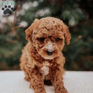 Kibbles, Miniature Poodle Puppy
