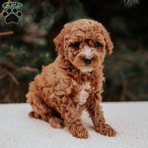 Kibbles, Miniature Poodle Puppy
