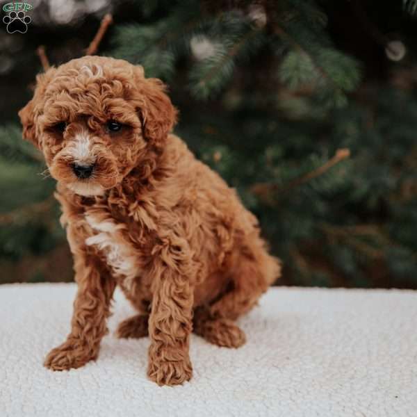 Kibbles, Miniature Poodle Puppy