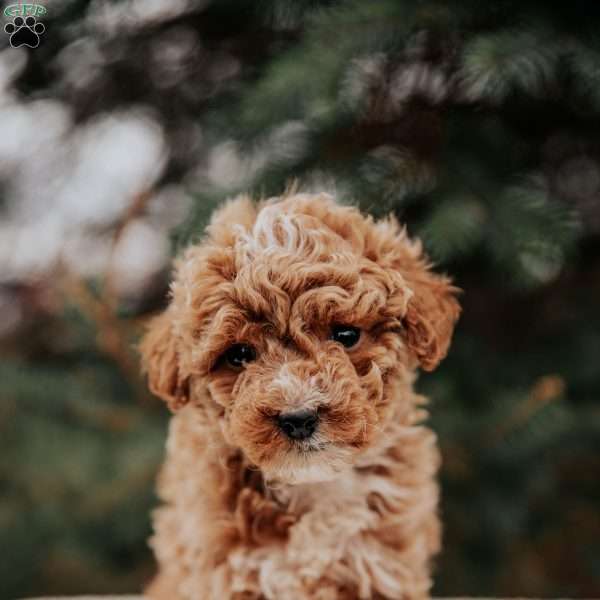 Kimmy, Miniature Poodle Puppy