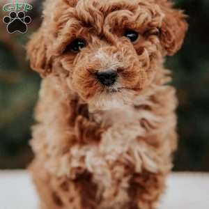 Kimmy, Miniature Poodle Puppy