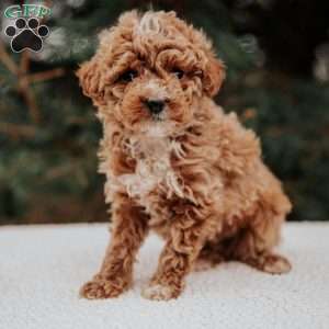 Kimmy, Miniature Poodle Puppy