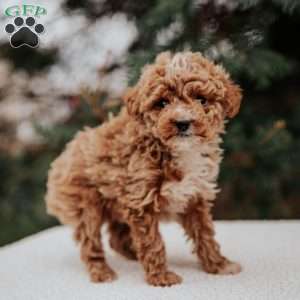 Kimmy, Miniature Poodle Puppy