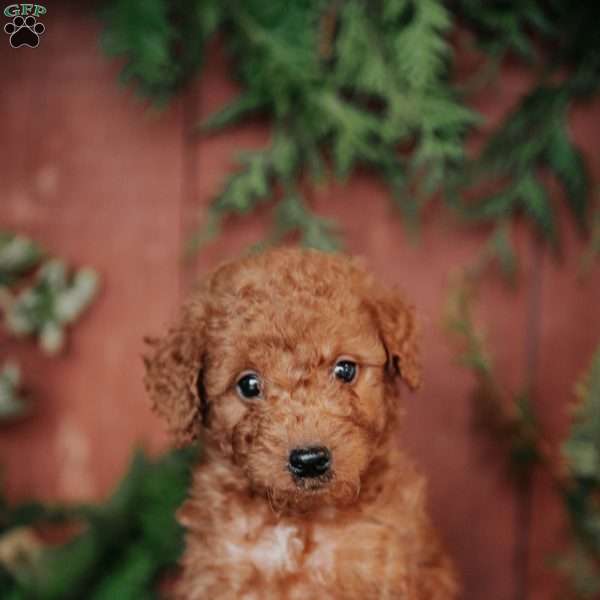 Kip, Mini Goldendoodle Puppy