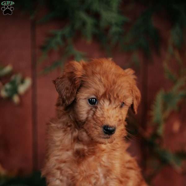 Kittle, Mini Goldendoodle Puppy