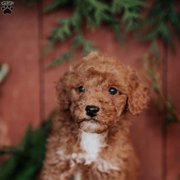 Kurt, Mini Goldendoodle Puppy