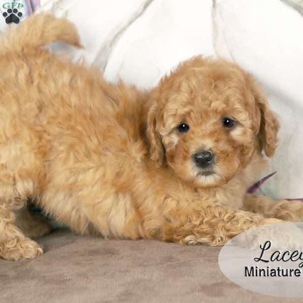 Lacey, Miniature Poodle Puppy