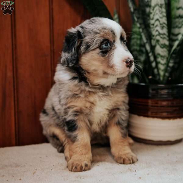 Lady, Mini Bernedoodle Puppy