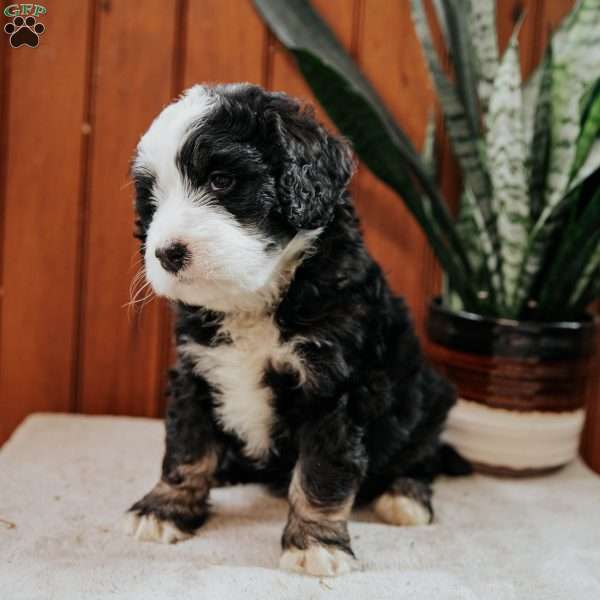 Lamar, Mini Bernedoodle Puppy