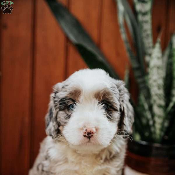 Leo, Mini Bernedoodle Puppy
