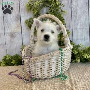 Liam, West Highland Terrier Puppy