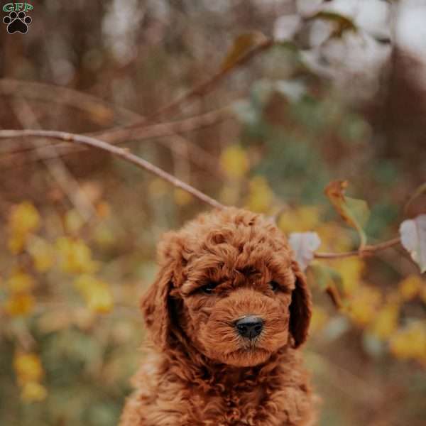Lila, Mini Goldendoodle Puppy