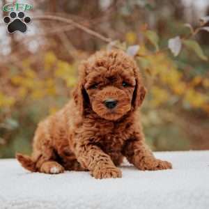 Lila, Mini Goldendoodle Puppy