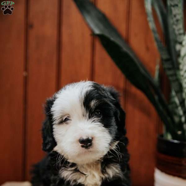Lilly, Mini Bernedoodle Puppy