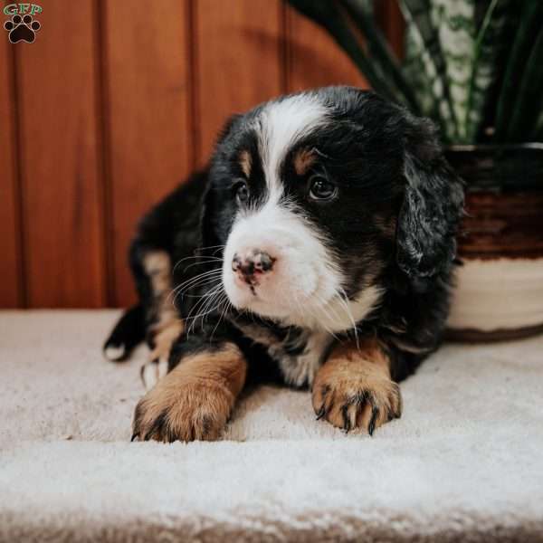 Lindsey, Mini Bernedoodle Puppy