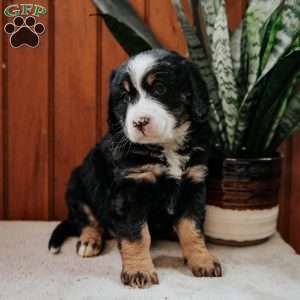 Lindsey, Mini Bernedoodle Puppy