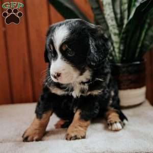 Lindsey, Mini Bernedoodle Puppy
