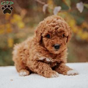 Lisa, Mini Goldendoodle Puppy
