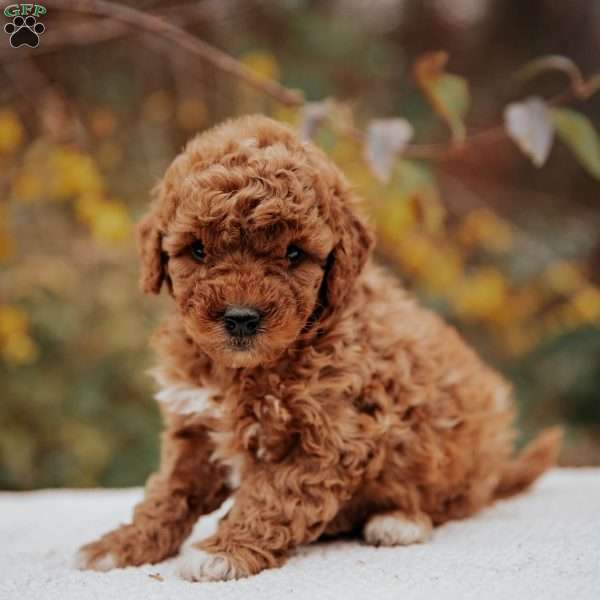 Lisa, Mini Goldendoodle Puppy