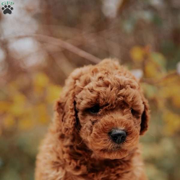 Logan, Mini Goldendoodle Puppy