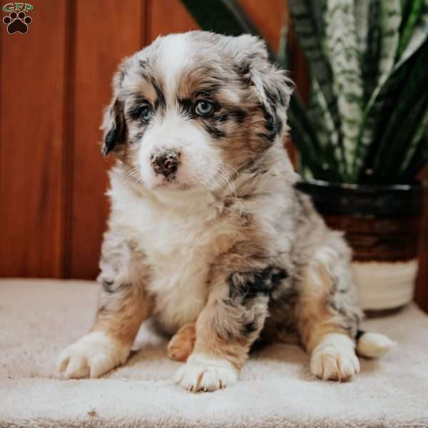 Lucky, Mini Bernedoodle Puppy