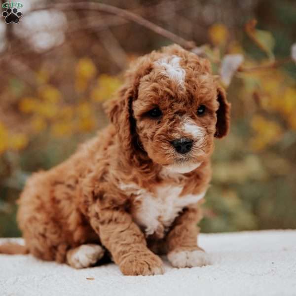 Lucy, Mini Goldendoodle Puppy