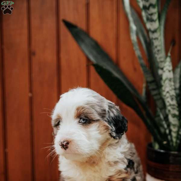 Lucy, Mini Bernedoodle Puppy