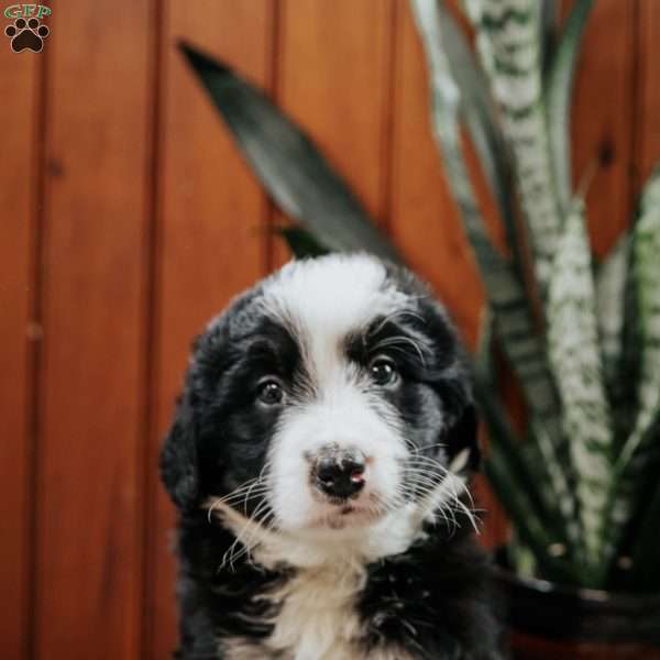 Luke, Mini Bernedoodle Puppy