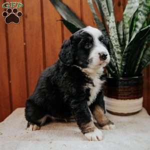 Luke, Mini Bernedoodle Puppy
