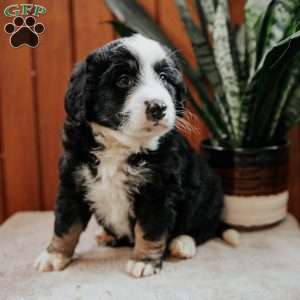 Luke, Mini Bernedoodle Puppy
