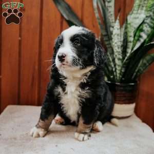 Luke, Mini Bernedoodle Puppy