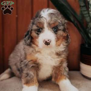 Mason, Bernedoodle Puppy