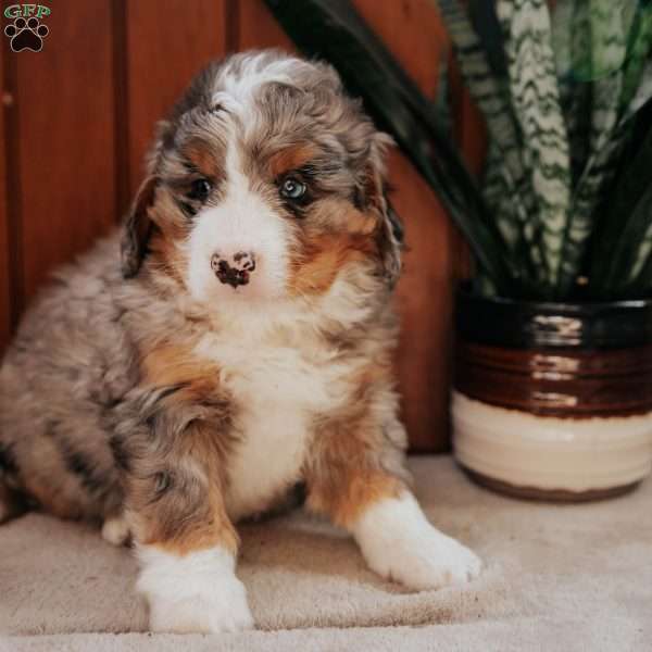 Mason, Bernedoodle Puppy
