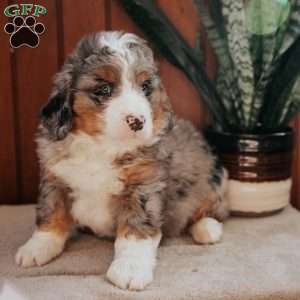Mason, Bernedoodle Puppy