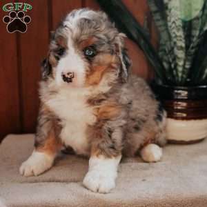 Mason, Bernedoodle Puppy