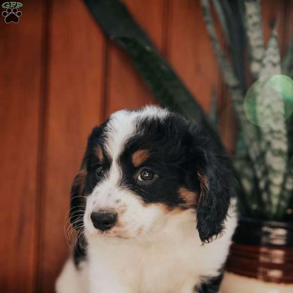 Melody, Bernedoodle Puppy