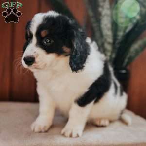 Melody, Bernedoodle Puppy