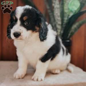 Melody, Bernedoodle Puppy