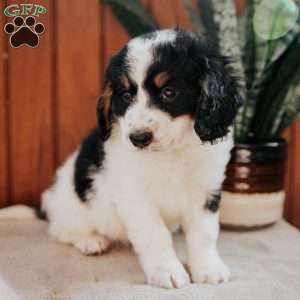 Melody, Bernedoodle Puppy