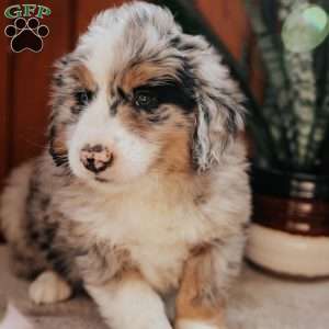 Mike, Bernedoodle Puppy