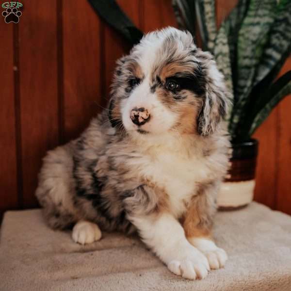 Mike, Bernedoodle Puppy