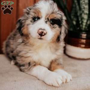 Mike, Bernedoodle Puppy